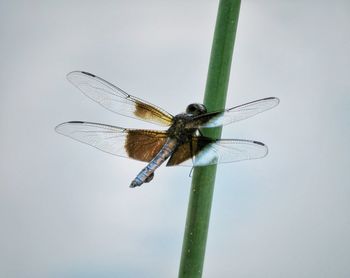 Close-up of dragonfly on plant against white background