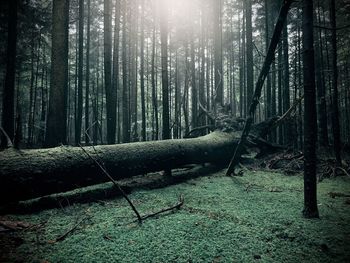 forest