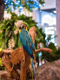 Take photos of the colorful macaw parrots with the bird care staff at the mall.