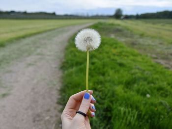 Dandelion flower in field