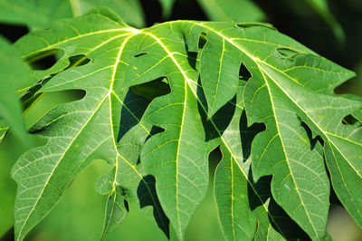 Close-up of green leaves on plant