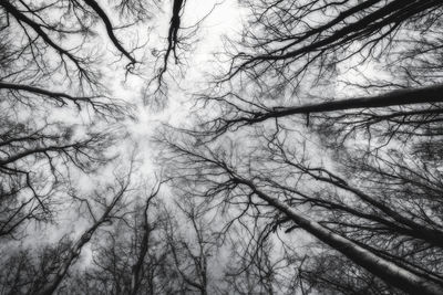 Low angle view of bare trees against sky