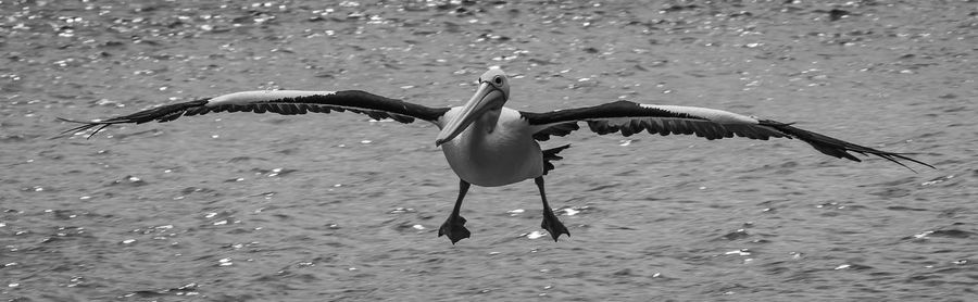 Seagulls flying over lake