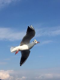 Low angle view of seagull flying against sky