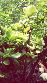 Close-up of succulent plant