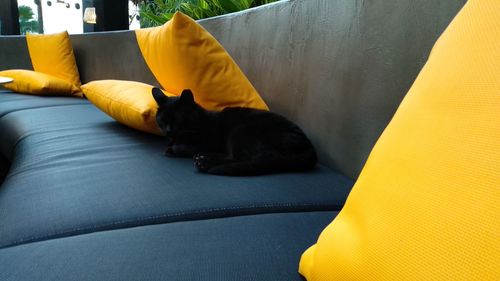 Cat relaxing on sofa