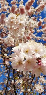 Close-up of white cherry blossom tree