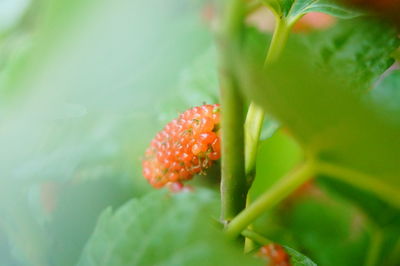 Close-up of strawberry growing on plant