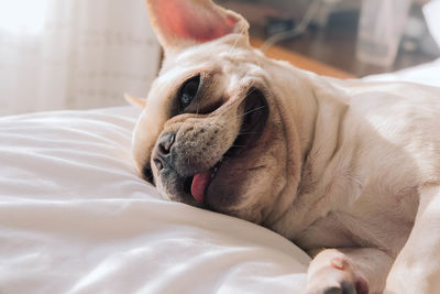 Close-up of a dog resting