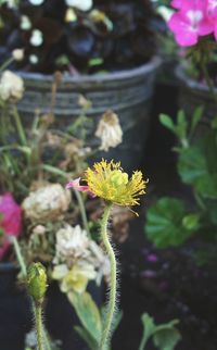 Close-up of yellow flowering plant