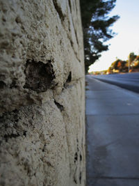 Close-up of tree trunk