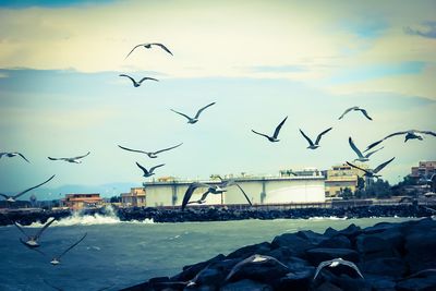 Seagulls flying over sea in city against sky