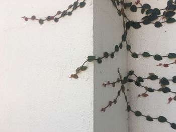 Climbing vine on wall