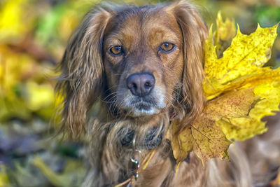 Close-up portrait of dog