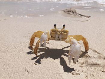 Close-up of crab at shore of beach