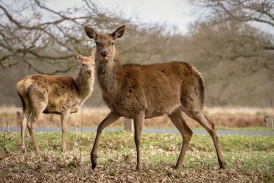 Portrait of deer standing on field