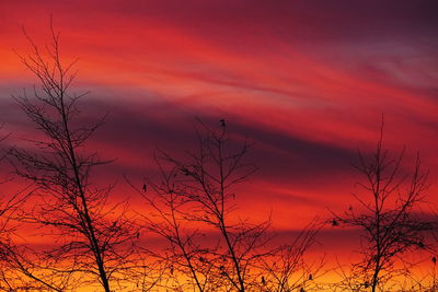 Low angle view of silhouette bare trees against orange sky