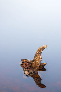 Close-up of lizard on rock in lake against sky