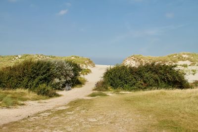Plants growing on land against sky