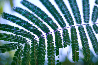 Full frame shot of palm trees