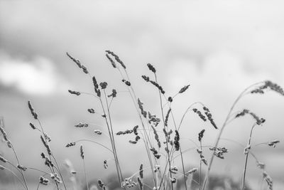 Low angle view of stalks against sky