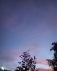 Low angle view of tree against sky at night