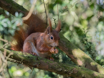 Close-up of squirrel on tree