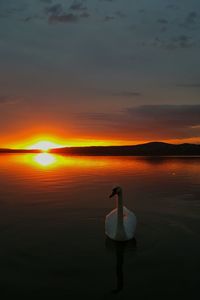 Swan swimming on lake against sky during sunset