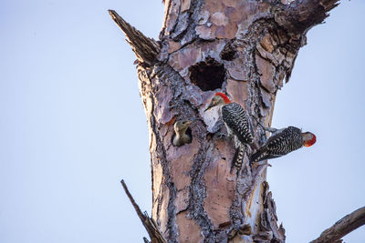 Low angle view of bird perching on tree against sky