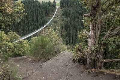 Scenic view of road amidst trees in forest