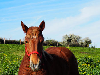 Portrait of horse standing on field