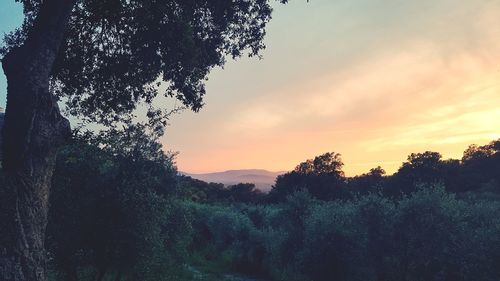 Silhouette trees on landscape against sky during sunset