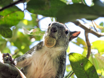 Close-up of squirrel on tree