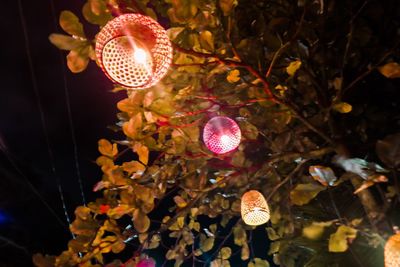 Low angle view of illuminated lanterns hanging on tree