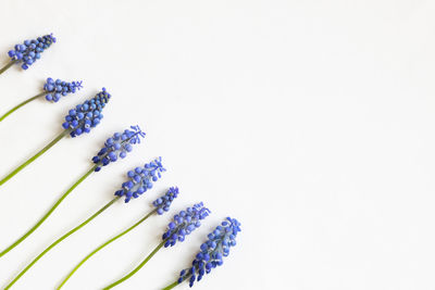 Close-up of christmas decorations on white background