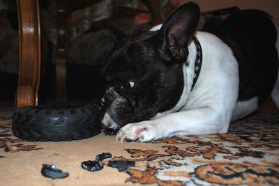 Close-up of black dog relaxing on floor