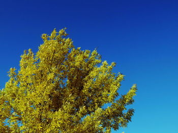 Low angle view of tree against blue sky