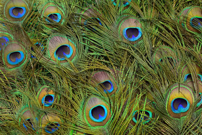 Full frame shot of peacock feathers