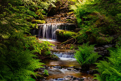 Scenic view of waterfall in forest