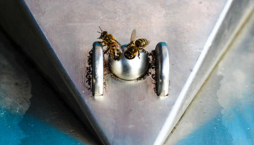 High angle view of an insect on metal