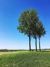 Tree on field against clear blue sky