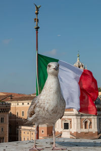 Seagull perching on a building