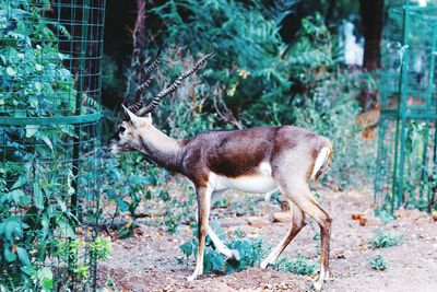 Deer in a forest