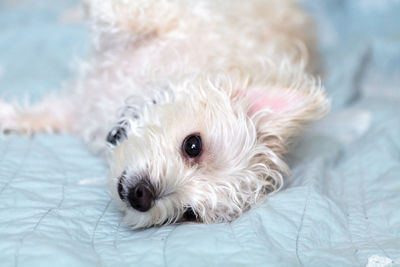 Napping white west highland terrier dog lays on a bed with blue sheet.