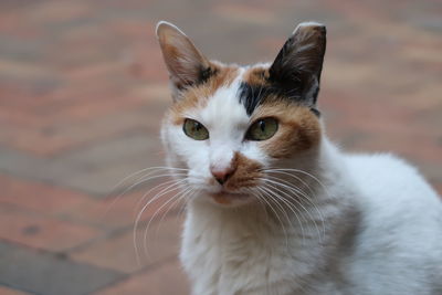 Close-up portrait of cat