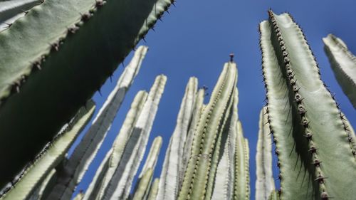 Low angle view of cactus against sky