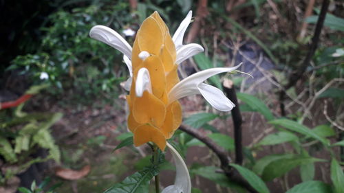 Close-up of white flower in field