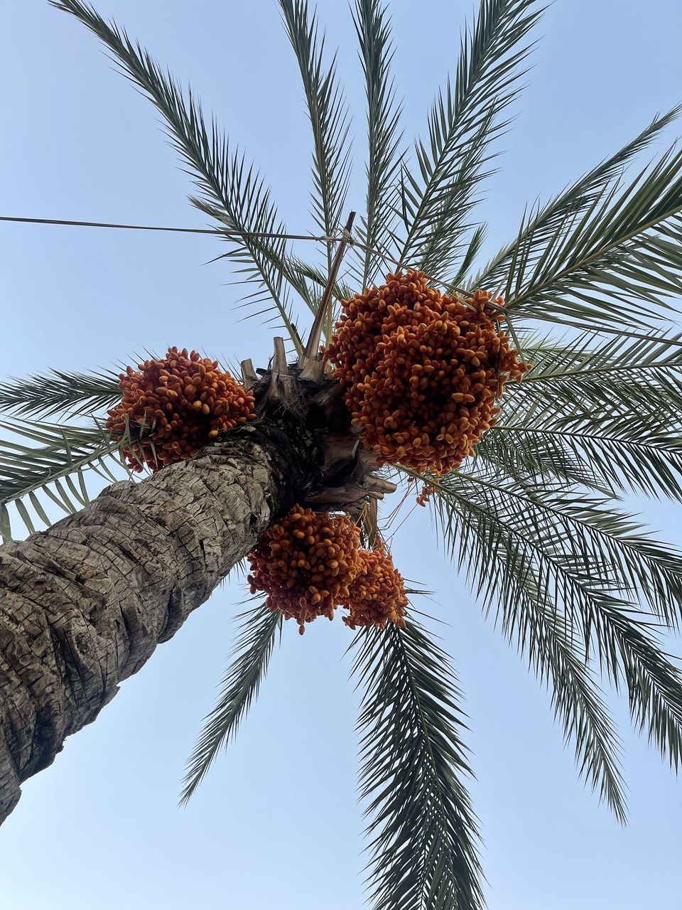 palm tree, tree, tropical climate, plant, sky, borassus flabellifer, nature, date palm, low angle view, date palm tree, trunk, tree trunk, palm leaf, no people, tropical tree, leaf, produce, flower, food, beauty in nature, growth, coconut palm tree, food and drink, outdoors, tropical fruit, branch, fruit, day, sunny, clear sky, dried fruit, tranquility, coconut, environment