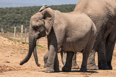 Elephant walking in sunlight