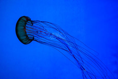 Close-up of jellyfish swimming in sea